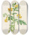 Triptych art skateboard deck of Pierre Joseph Redout Description Des Plantes Rares Cultivees A Malmaison Et A Navarre Pl56 by Pierre Joseph Redoute (1759-1840)
