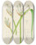 Triptych art skateboard deck of Illtyd Buller Poleevans Cyrtanthus Mckenii by Illtyd Buller Pole-Evans (1879-1968)