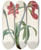 Triptych art skateboard deck of Pierre Joseph Redout Amaryllis Brasiliensis Brazilian Amaryllis by Pierre Joseph Redoute (1759-1840)