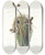 Triptych art skateboard deck of John James Audubon Marsh Wren by John James Audubon (1785-1851)