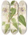 Triptych art skateboard deck of Charles Antoine Lemaire Passiflora Baraquiniana by Charles Antoine Lemaire (1800-1871)