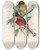 Triptych art skateboard deck of John Gould A Monograph Of The Trogonidae Or Family Of Trogons Pl22 by John Gould (1804-1881)