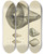 Triptych art skateboard deck of James Sowerby The Mineral Conchology Of Great Britain Pl081 by James Sowerby (1757-1822)