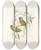 Triptych art skateboard deck of John Gould The Birds Of New Guinea And The Adjacent Papuan Islands Pl06 by John Gould (1804-1881)