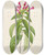 Triptych art skateboard deck of Pierre Joseph Redout Description Des Plantes Rares Cultivees A Malmaison Et A Navarre Pl39 by Pierre Joseph Redoute (1759-1840)
