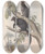 Triptych art skateboard deck of John Gould A Monograph Of The Macropodidae Or Family Of Kangaroos Pl26 by John Gould (1804-1881)
