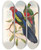 Triptych art skateboard deck of John Gould The Birds Of New Guinea And The Adjacent Papuan Islands Pl09 by John Gould (1804-1881)