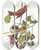 Triptych art skateboard deck of John James Audubon Summer Red Bird by John James Audubon (1785-1851)