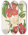 Triptych art skateboard deck of Charles Antoine Lemaire Cydonia Japnica Variets Nouvelles Du by Charles Antoine Lemaire (1800-1871)