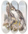Triptych art skateboard deck of John Gould Jugger Falcon by John Gould (1804-1881)