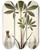 Triptych art skateboard deck of Nikolaus Joseph Freiherr Von Jacquin Arum Helleborifolium by Nikolaus Joseph Freiherr Von Jacquin (1727-1817)