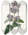 Triptych art skateboard deck of Sydenham Edwards Lady Josikas Lilac by Sydenham Edwards (1768-1819)
