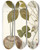 Triptych art skateboard deck of Nikolaus Joseph Freiherr Von Jacquin Dioscorea Triphylla by Nikolaus Joseph Freiherr Von Jacquin (1727-1817)