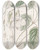Triptych art skateboard deck of Sydenham Edwards Sweetscented Mandevilla by Sydenham Edwards (1768-1819)