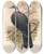 Triptych art skateboard deck of John Gould The Birds Of New Guinea And The Adjacent Papuan Islands Pl67 by John Gould (1804-1881)