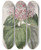 Triptych art skateboard deck of Sydenham Edwards Fragrant Clerodendron by Sydenham Edwards (1768-1819)