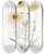 Triptych art skateboard deck of Sydenham Edwards Perennial Dyers Coreopsis by Sydenham Edwards (1768-1819)