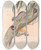 Triptych art skateboard deck of John Gould The Mammals Of Australia Pl025 by John Gould (1804-1881)