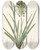 Triptych art skateboard deck of Pierre Joseph Redout Les Liliacees Pl64 by Pierre Joseph Redoute (1759-1840)