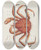 Triptych art skateboard deck of Peder Ascanius Icones Rerum Naturalium Ou Figures Enlumines Dhistoire Naturelle Du Nord Pl40 by Peder Ascanius (1723-1803)