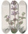 Triptych art skateboard deck of Sydenham Edwards Hoary Sage by Sydenham Edwards (1768-1819)