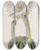 Triptych art skateboard deck of Sydenham Edwards Glaucous Sweetscented Porcupine Cactus by Sydenham Edwards (1768-1819)