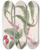 Triptych art skateboard deck of Sydenham Edwards Twoshaped Torchthistle by Sydenham Edwards (1768-1819)
