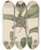 Triptych art skateboard deck of William Jackson Hooker Pothos Violacea by William Jackson Hooker (1785-1865)