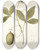 Triptych art skateboard deck of Nikolaus Joseph Freiherr Von Jacquin Passiflora Incarnata by Nikolaus Joseph Freiherr Von Jacquin (1727-1817)