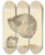 Triptych art skateboard deck of James Sowerby The Mineral Conchology Of Great Britain Pl389 by James Sowerby (1757-1822)