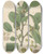 Triptych art skateboard deck of William Jackson Hooker Ficus Nitida by William Jackson Hooker (1785-1865)