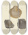 Triptych art skateboard deck of James Sowerby The Mineral Conchology Of Great Britain Pl362 by James Sowerby (1757-1822)