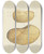 Triptych art skateboard deck of James Sowerby The Mineral Conchology Of Great Britain Pl416 by James Sowerby (1757-1822)