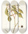 Triptych art skateboard deck of Nikolaus Joseph Freiherr Von Jacquin Hamellia Chrysantha by Nikolaus Joseph Freiherr Von Jacquin (1727-1817)