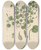 Triptych art skateboard deck of William Jackson Hooker Peperomia Renirormis by William Jackson Hooker (1785-1865)