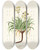 Triptych art skateboard deck of Nikolaus Joseph Freiherr Von Jacquin Bupleurum Petraeum by Nikolaus Joseph Freiherr Von Jacquin (1727-1817)