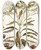 Triptych art skateboard deck of Nikolaus Joseph Freiherr Von Jacquin Ochrosia Maculata by Nikolaus Joseph Freiherr Von Jacquin (1727-1817)