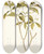 Triptych art skateboard deck of Nikolaus Joseph Freiherr Von Jacquin Nerium Coronarium by Nikolaus Joseph Freiherr Von Jacquin (1727-1817)