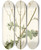 Triptych art skateboard deck of Nikolaus Joseph Freiherr Von Jacquin Lactuca Intubacea by Nikolaus Joseph Freiherr Von Jacquin (1727-1817)