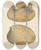 Triptych art skateboard deck of James Sowerby The Mineral Conchology Of Great Britain Pl149 by James Sowerby (1757-1822)