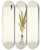 Triptych art skateboard deck of Nikolaus Joseph Freiherr Von Jacquin Ixia Uniflora by Nikolaus Joseph Freiherr Von Jacquin (1727-1817)