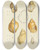 Triptych art skateboard deck of James Sowerby The Mineral Conchology Of Great Britain Pl567 by James Sowerby (1757-1822)