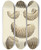 Triptych art skateboard deck of James Sowerby The Mineral Conchology Of Great Britain Pl251 by James Sowerby (1757-1822)