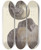 Triptych art skateboard deck of James Sowerby The Mineral Conchology Of Great Britain Pl562 by James Sowerby (1757-1822)