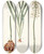 Triptych art skateboard deck of Nikolaus Joseph Freiherr Von Jacquin Drimia Elata by Nikolaus Joseph Freiherr Von Jacquin (1727-1817)