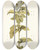 Triptych art skateboard deck of Nikolaus Joseph Freiherr Von Jacquin Eryngium Alpinum by Nikolaus Joseph Freiherr Von Jacquin (1727-1817)