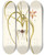 Triptych art skateboard deck of Nikolaus Joseph Freiherr Von Jacquin Hypoxis Stellata by Nikolaus Joseph Freiherr Von Jacquin (1727-1817)