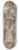 Friedrich Carl von Scheidlin - Man with a Rifle 8.25 inch art skate deck