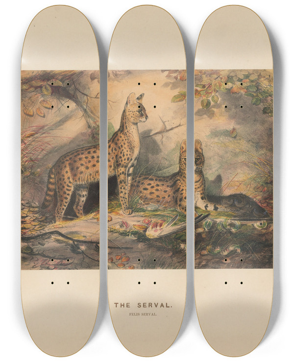 Triptych art skateboard deck of Joseph Wolf The Serval_2 by Joseph Wolf (1820-1899)
