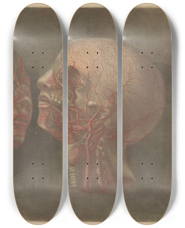 Triptych art skateboard deck of Jacques Fabien Gautier Dagoty Two Heads With Veins Visible by Jacques Fabien Gautier d'Agoty (1711-1786)